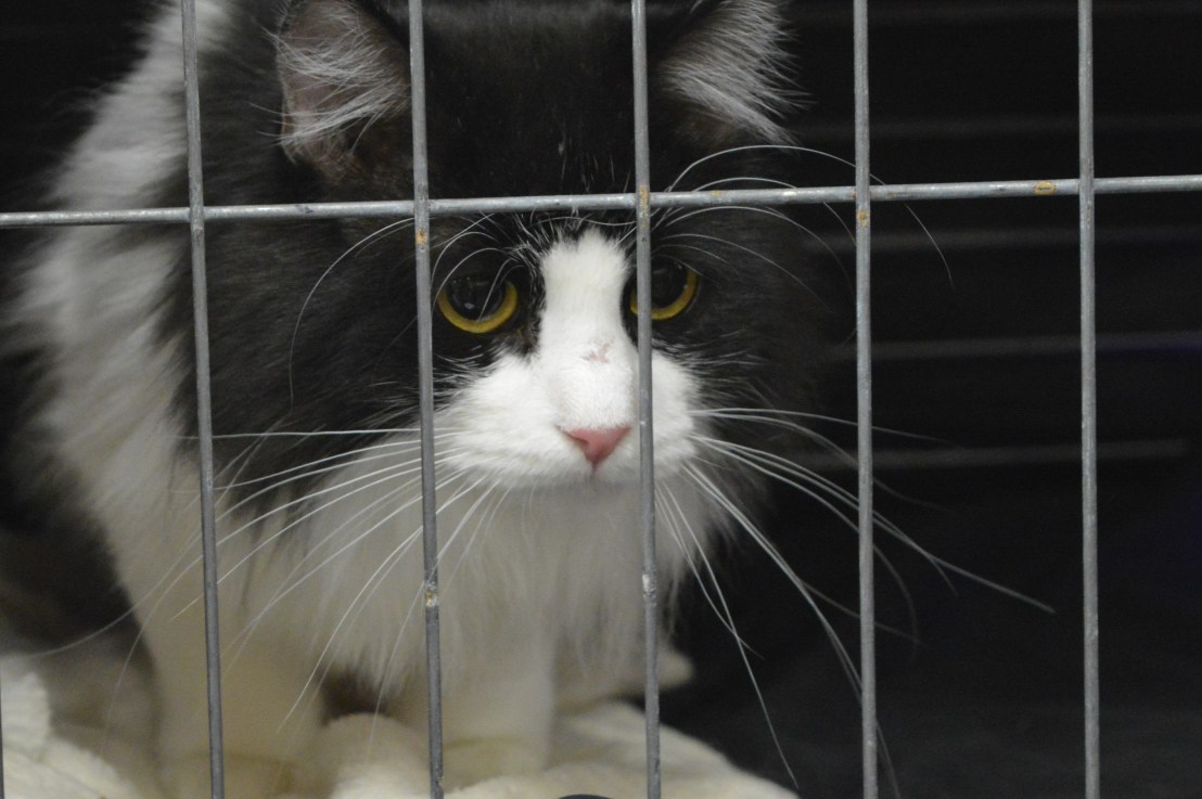 Celebrating Ottawa’s cat&nbsp;fancy